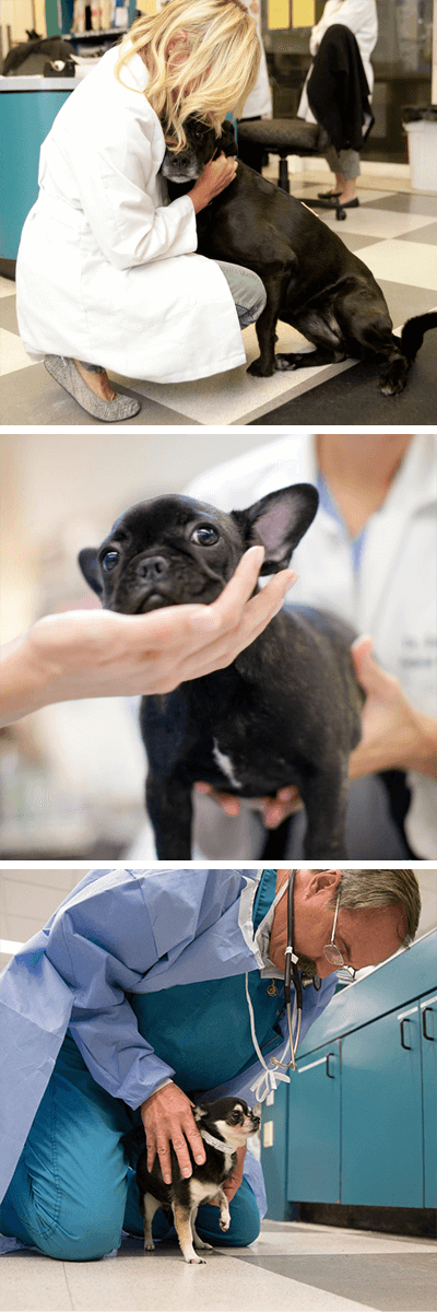 Animal specialty group rebranding complete