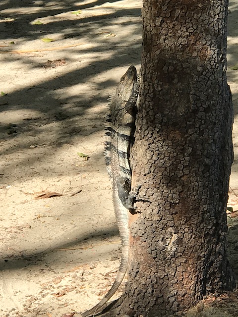 Our friendly neighbourhood iguana.