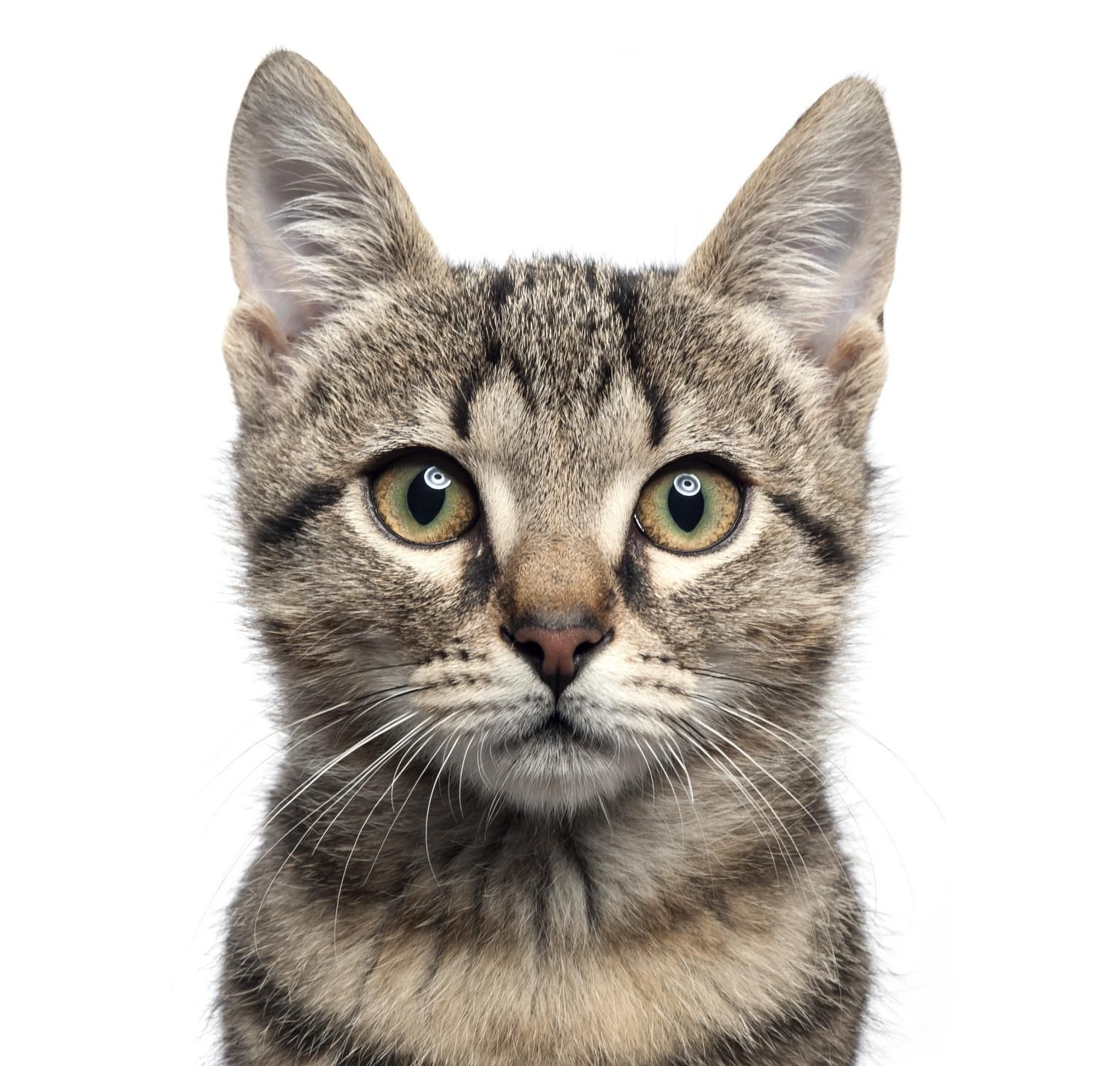 Cat dream meaning