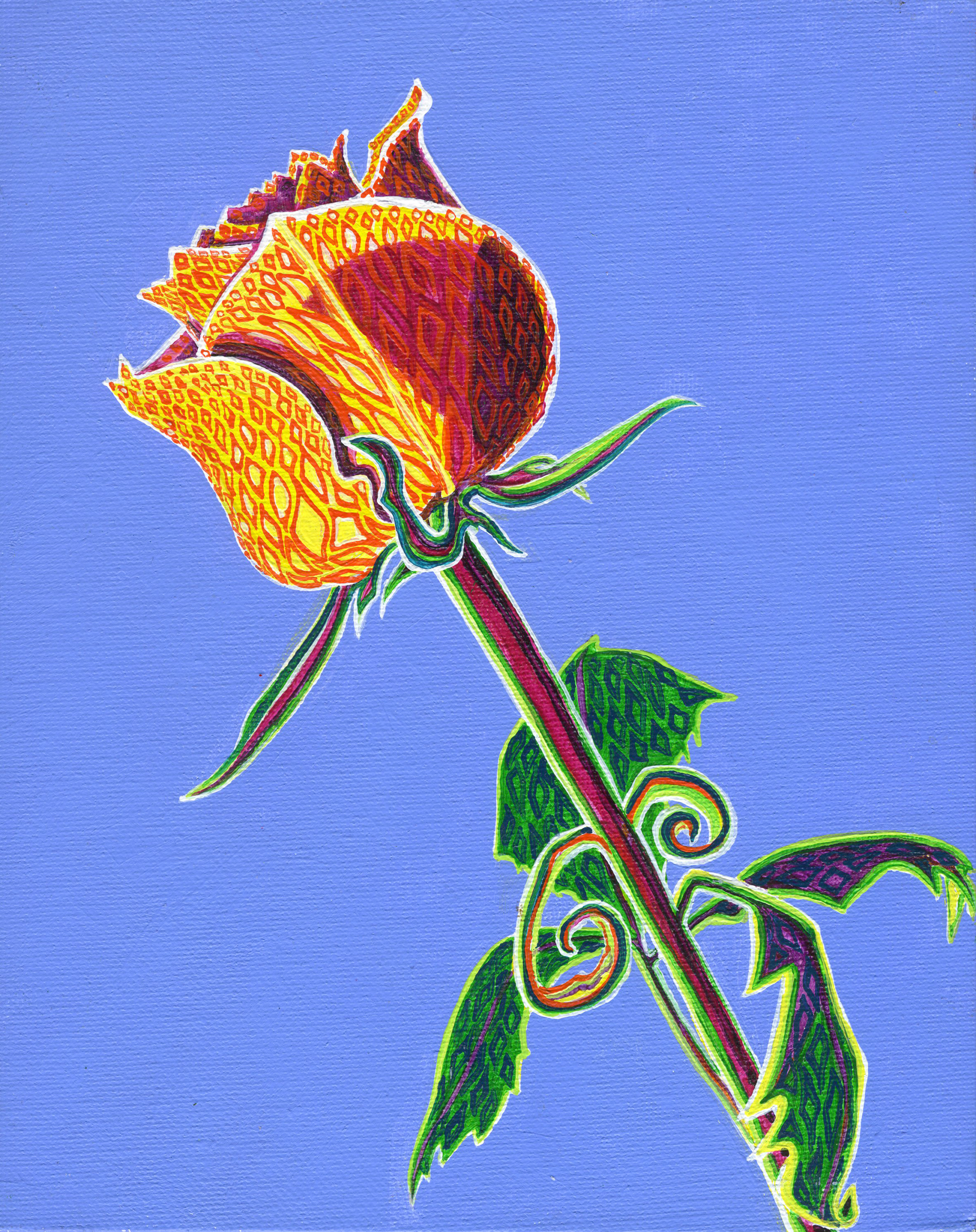 Rose 5