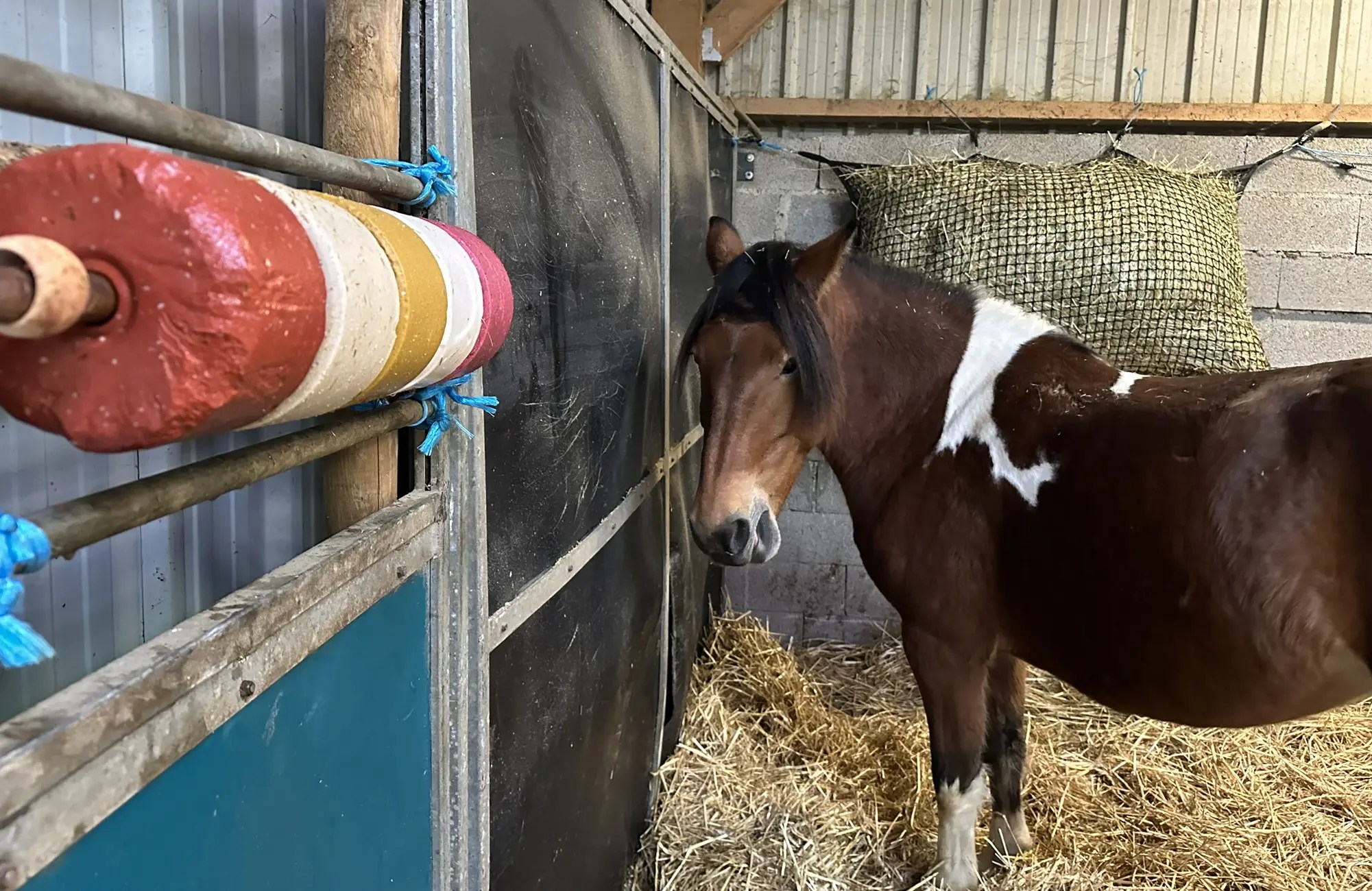Dream Ranch - infrastructure stabule chevaux