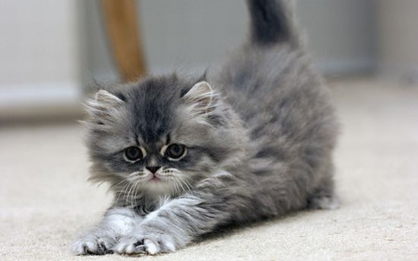 Interpret Dream Kittens Meaning Dream With Kitten Analyze Kitten Dream