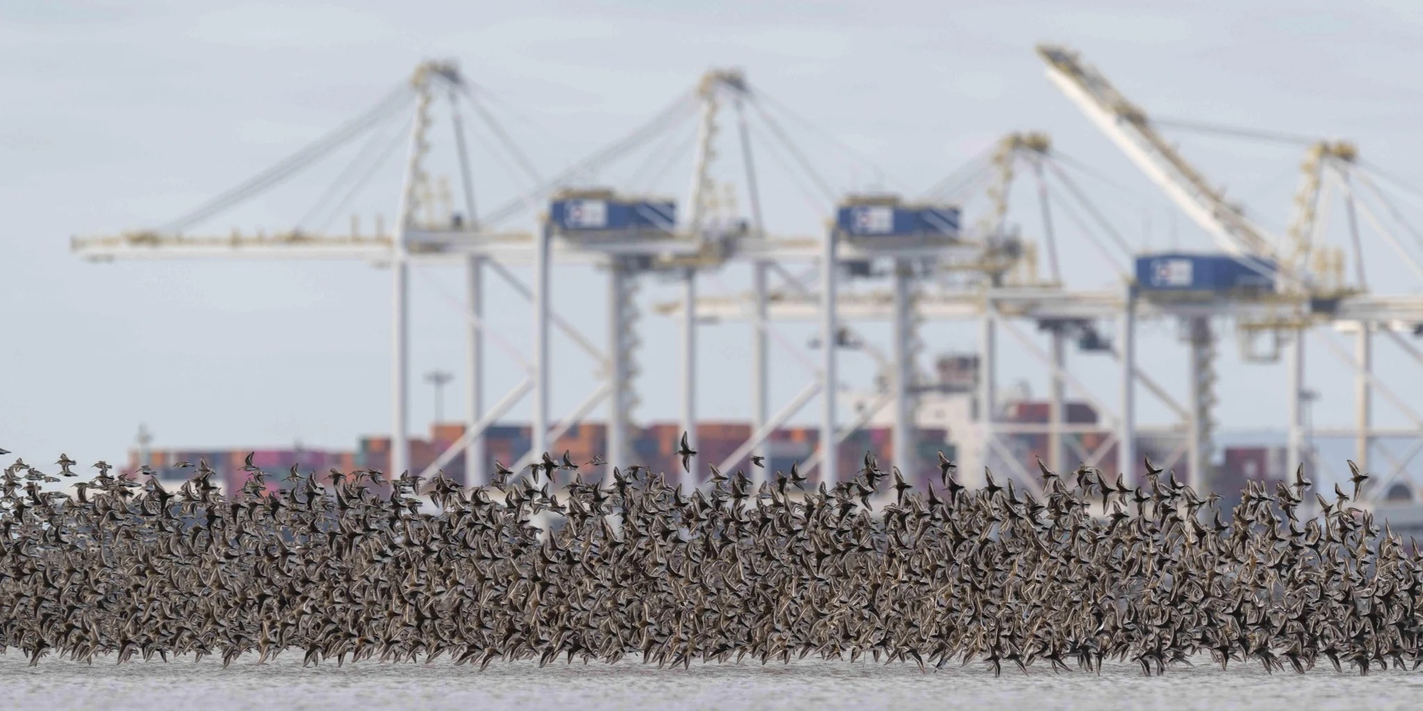 Environment Canada warned port expansion puts shorebirds at risk, but ...