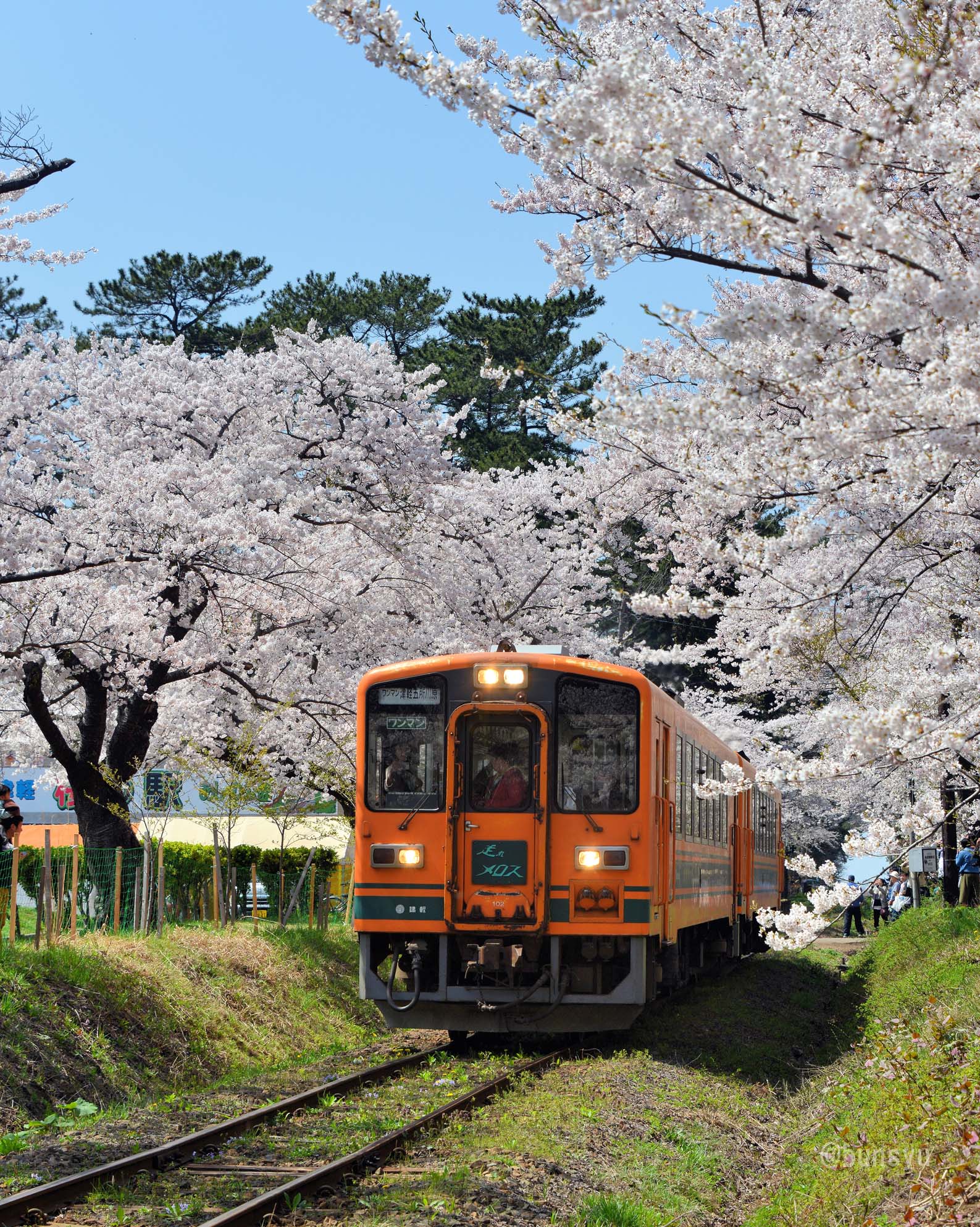 奥津軽、春の1人旅 桜満開の津軽鉄道 Part3 奥津軽の春の絶景を