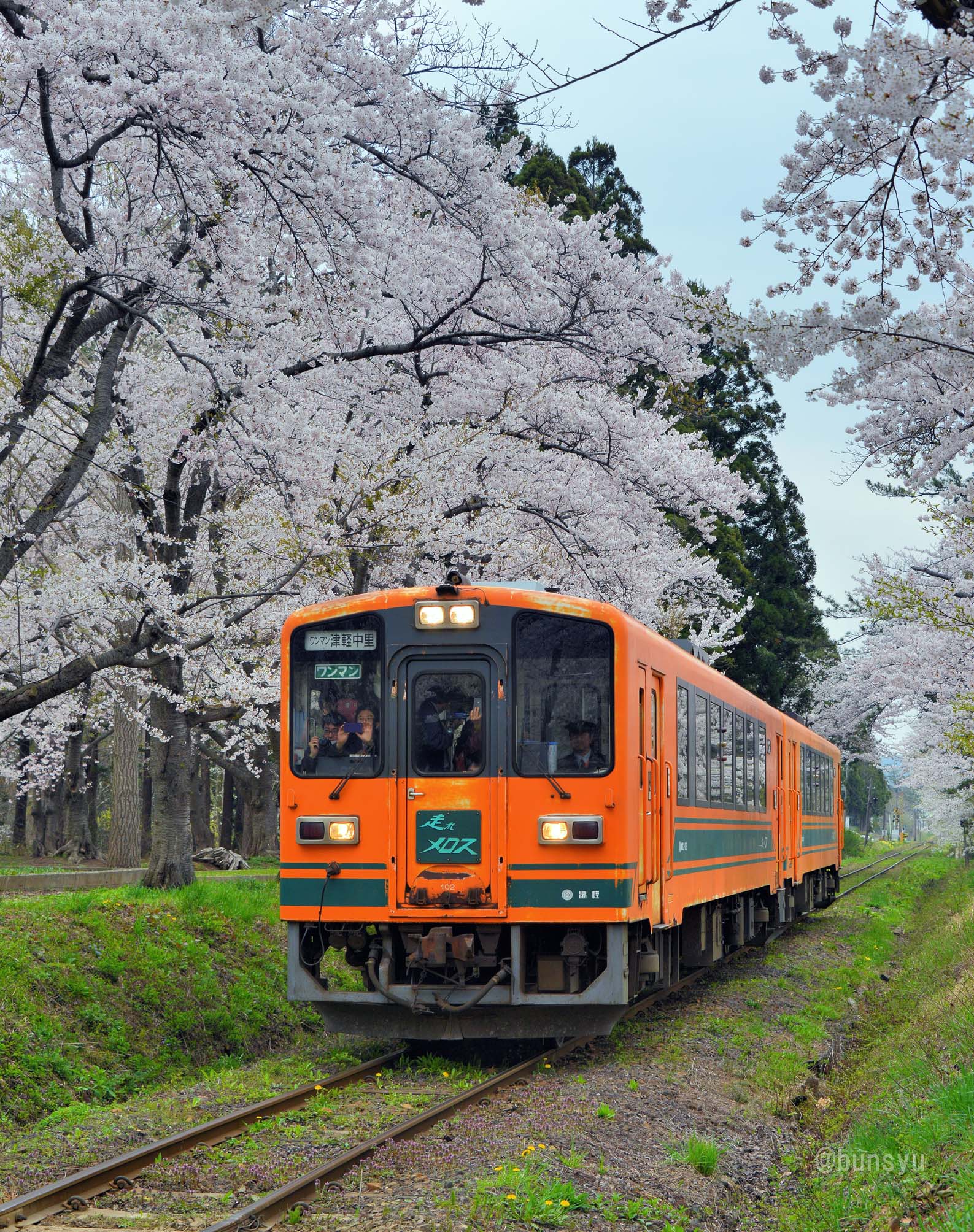 奥津軽、春の1人旅 桜満開の津軽鉄道 Part4 芦野公園を撮る