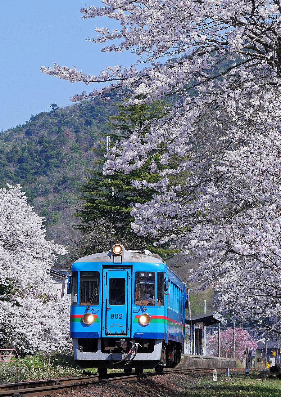 やっぱり桜 ことしも満喫 ④ | DRFC-OB デジタル青信号