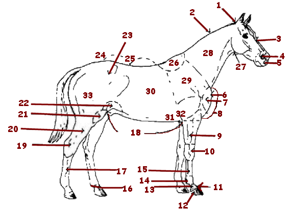 Levels and covers horse anatomy, breed identification, basic sketching of horses, . Horse Veterinarian Equine Anatomy San Diego