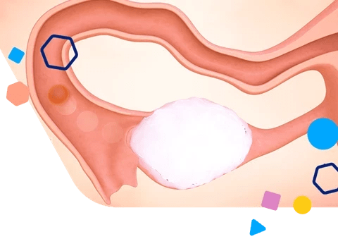 These are the years when january 1 falls o. 2 Weeks Pregnant Baby Size Symptoms Tips Enfamil