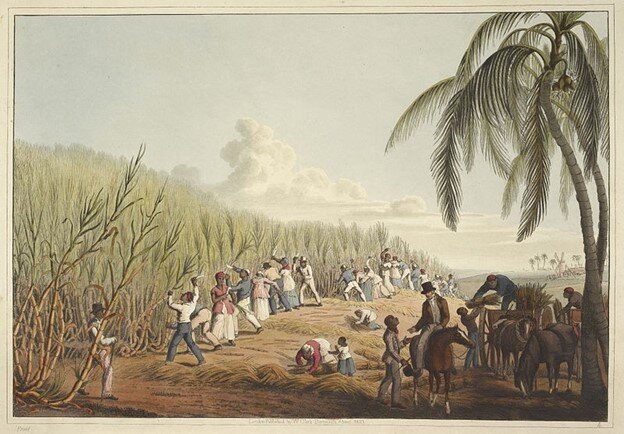 Slaves cutting sugar cane on Antigua