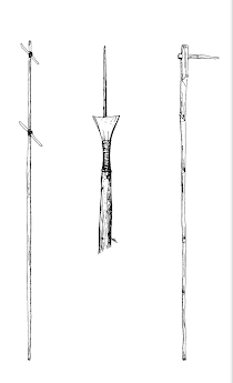 Cactus fruit harvesting poles of the Seri