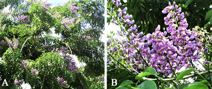 The flower of the balche tree, Lonchocarpus longistylus