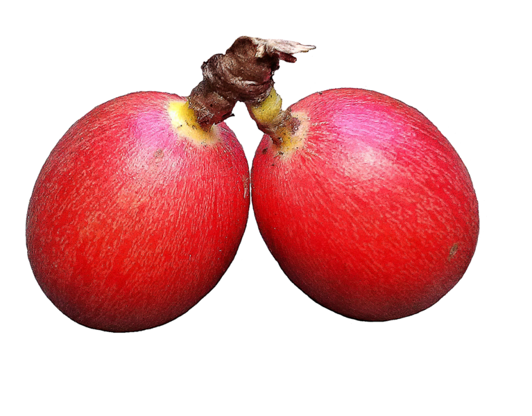 Ripe Coffee Cherry or Berry