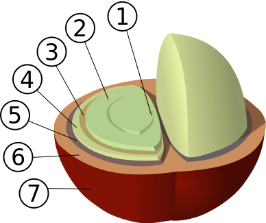 Coffee berry structure
