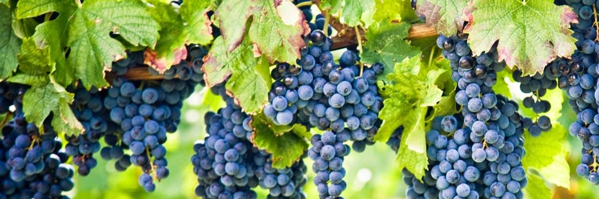 organic wine sales
