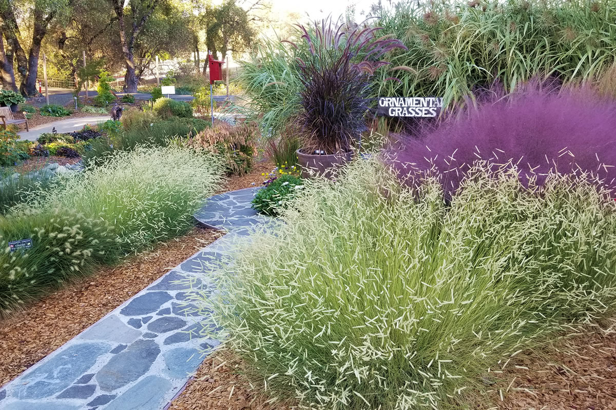 Ornamental Grasses