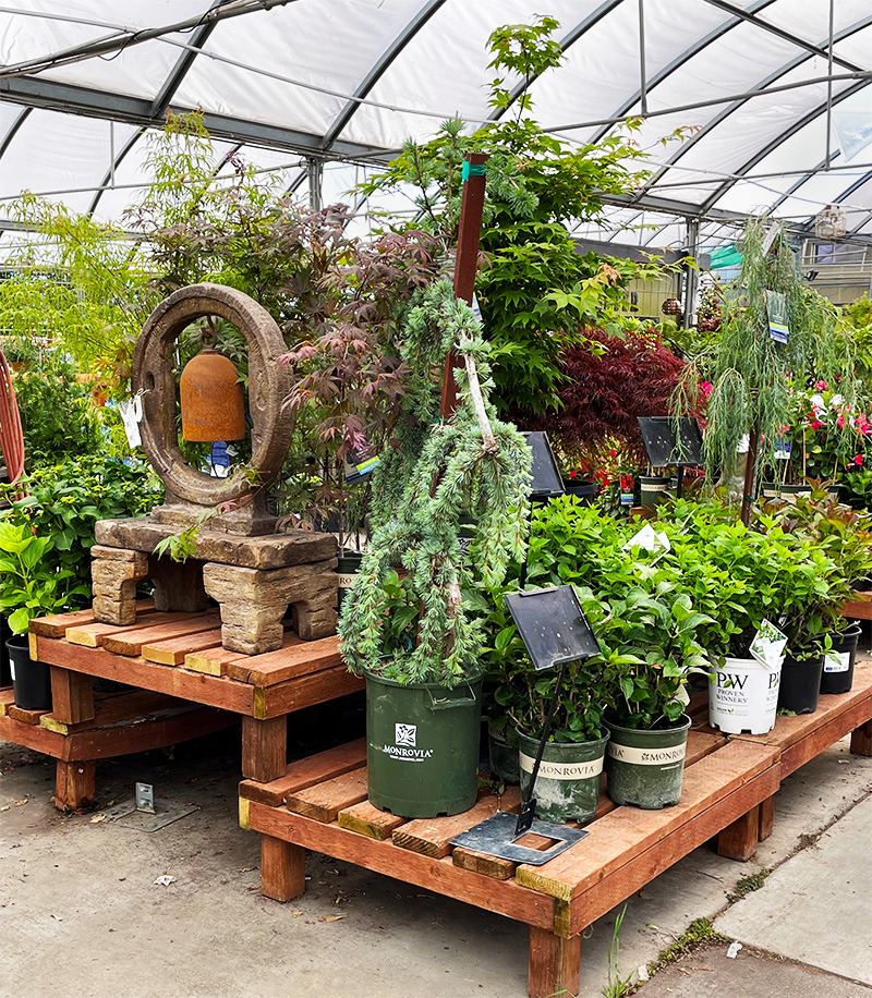 85 Yamagami's Garden Center – Driving Miss Viola