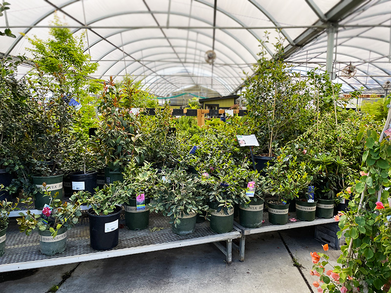 85 Yamagami's Garden Center – Driving Miss Viola