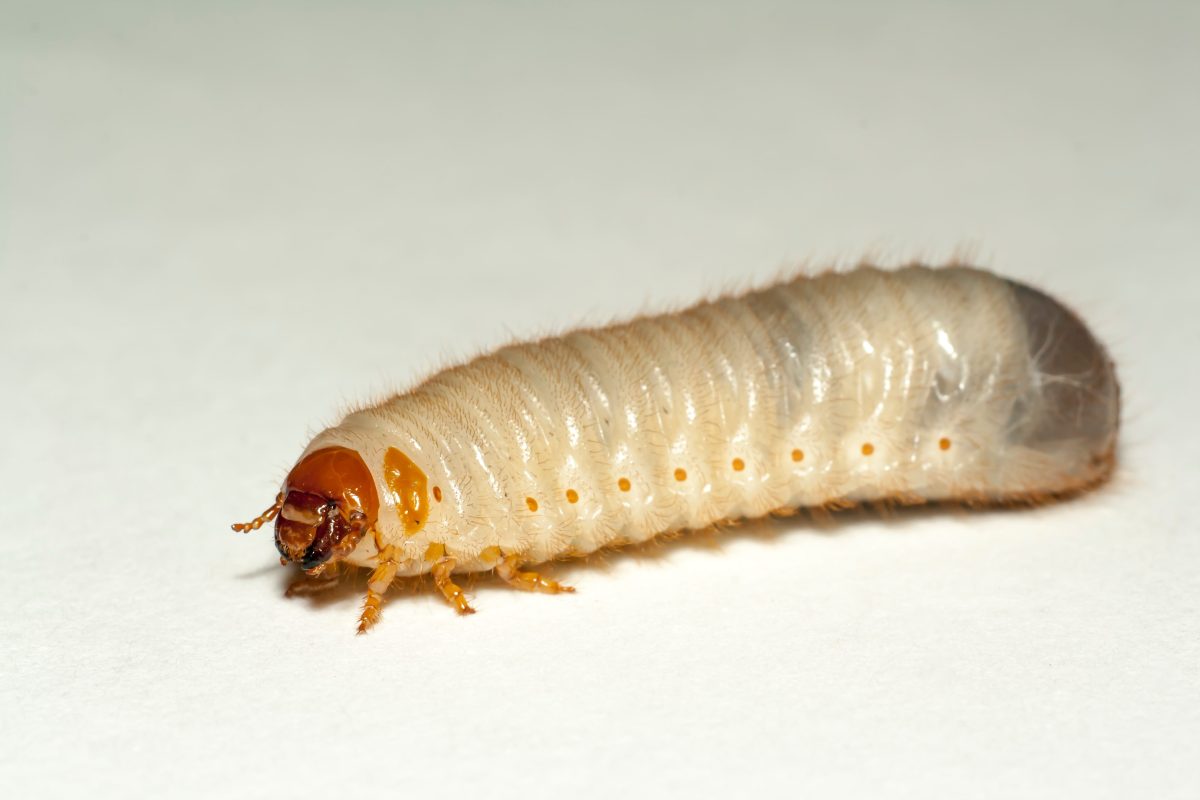 NIGHTMARE How to Easily Keep Maggots Out of Your Trash Can Drivin