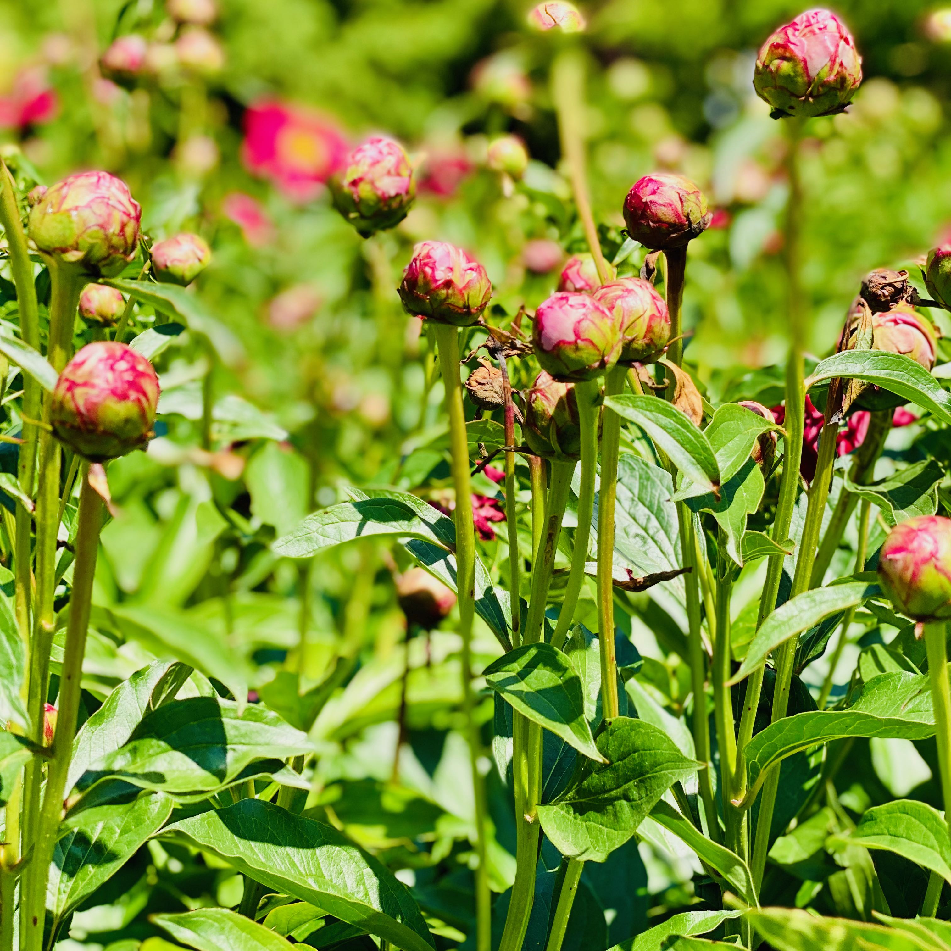 peony buds in early summer