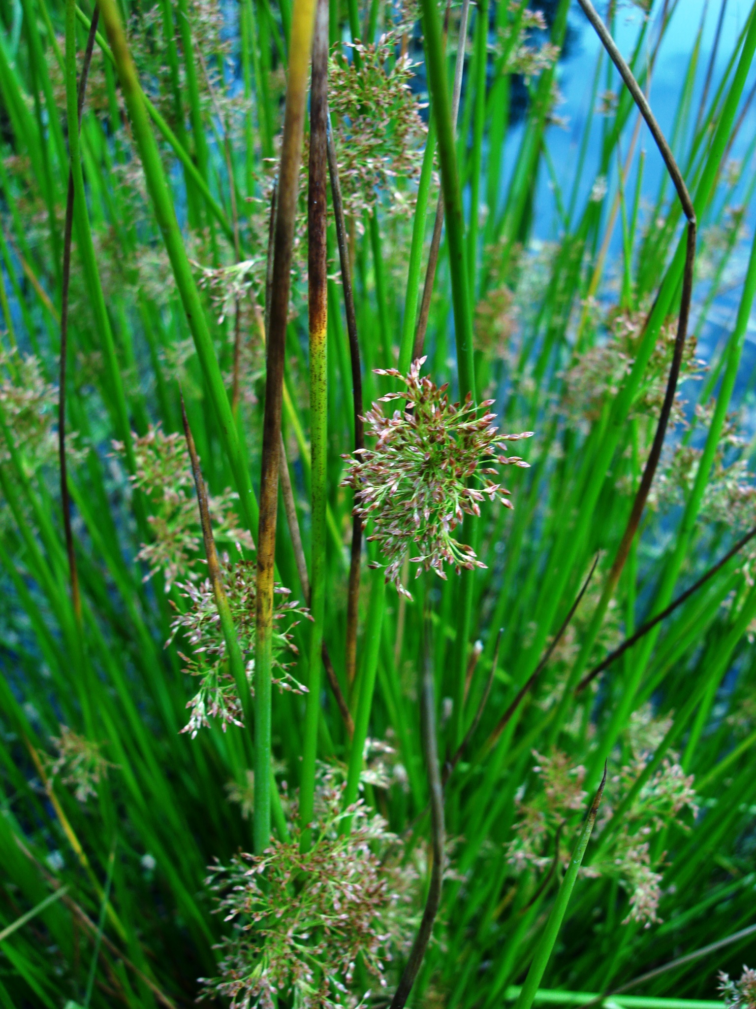 46+ Luxury Blindness Film Online / Heracleum sphondylium (Hogweed) plant | Dr M Goes Wild : When you buy through links on o.