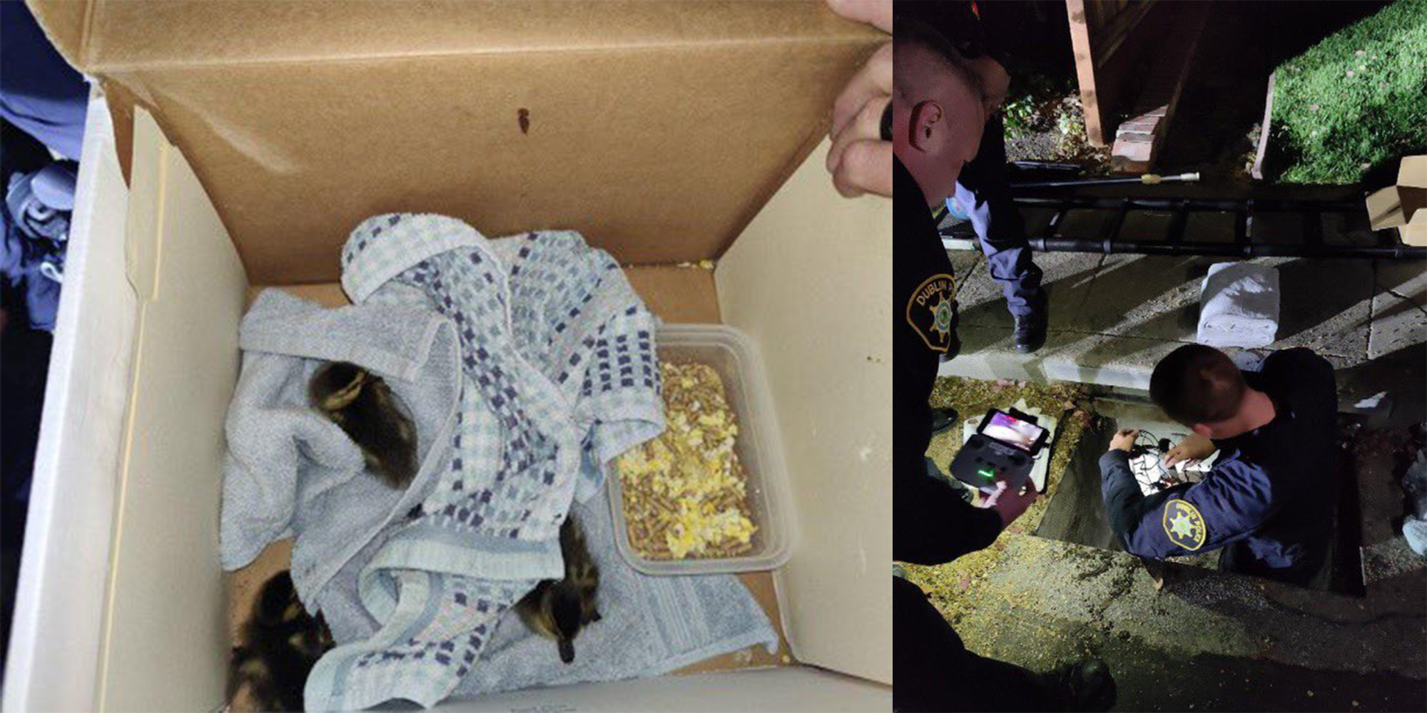 Ducklings rescued from a storm drain by police with help from a DJI Mini 2