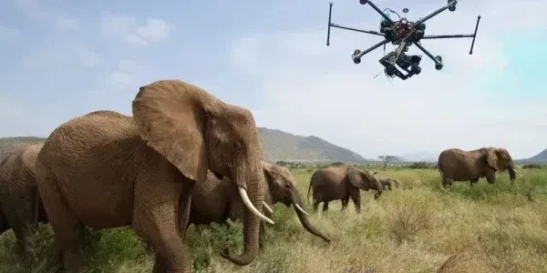The Impact Of Drones On Wildlife Conservation Dronesdeli
