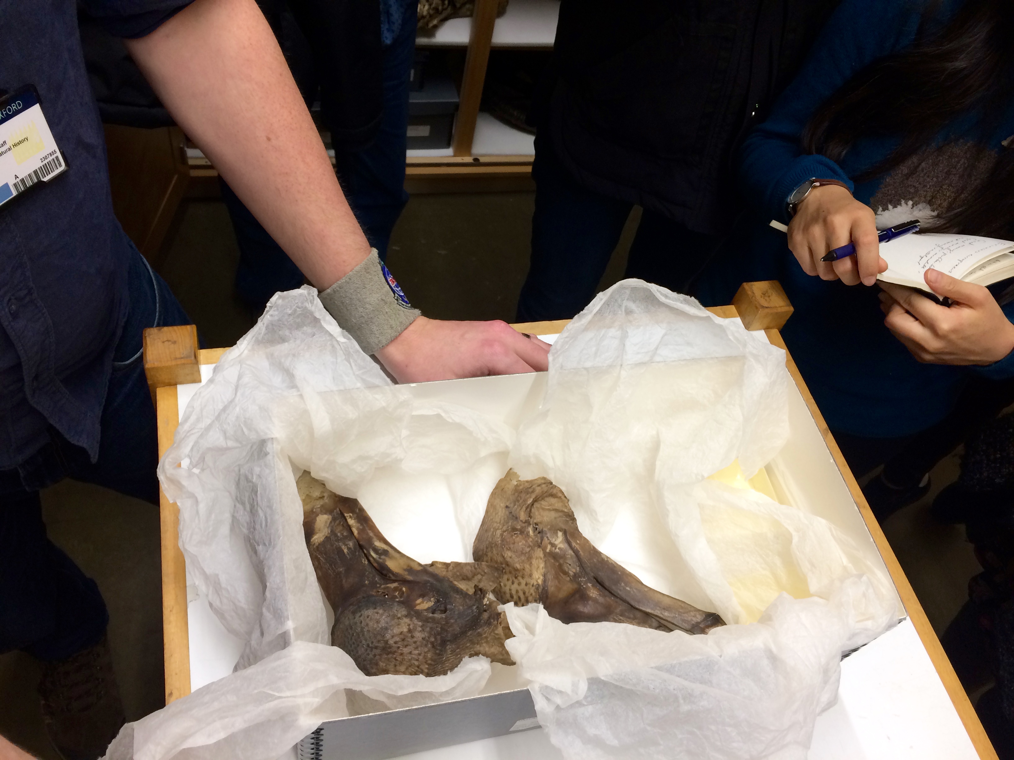 dodo soft tissue