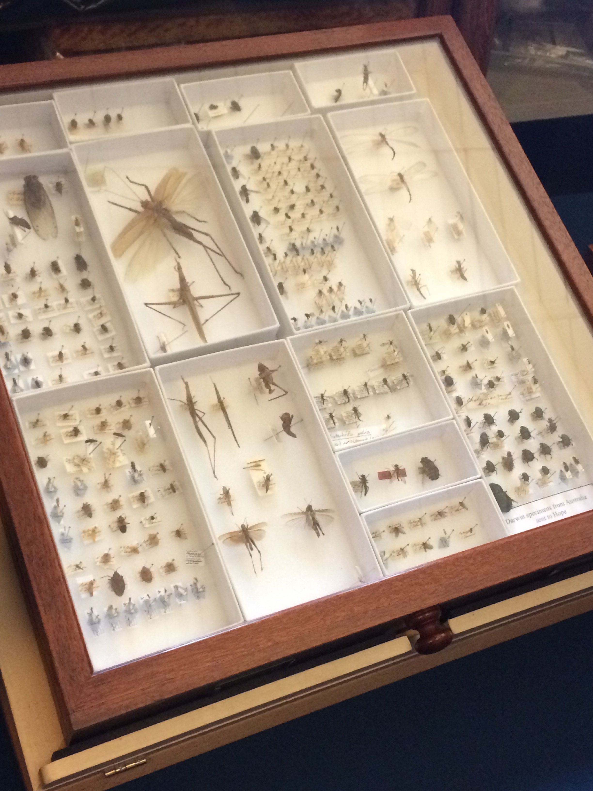Darwin's insect collection