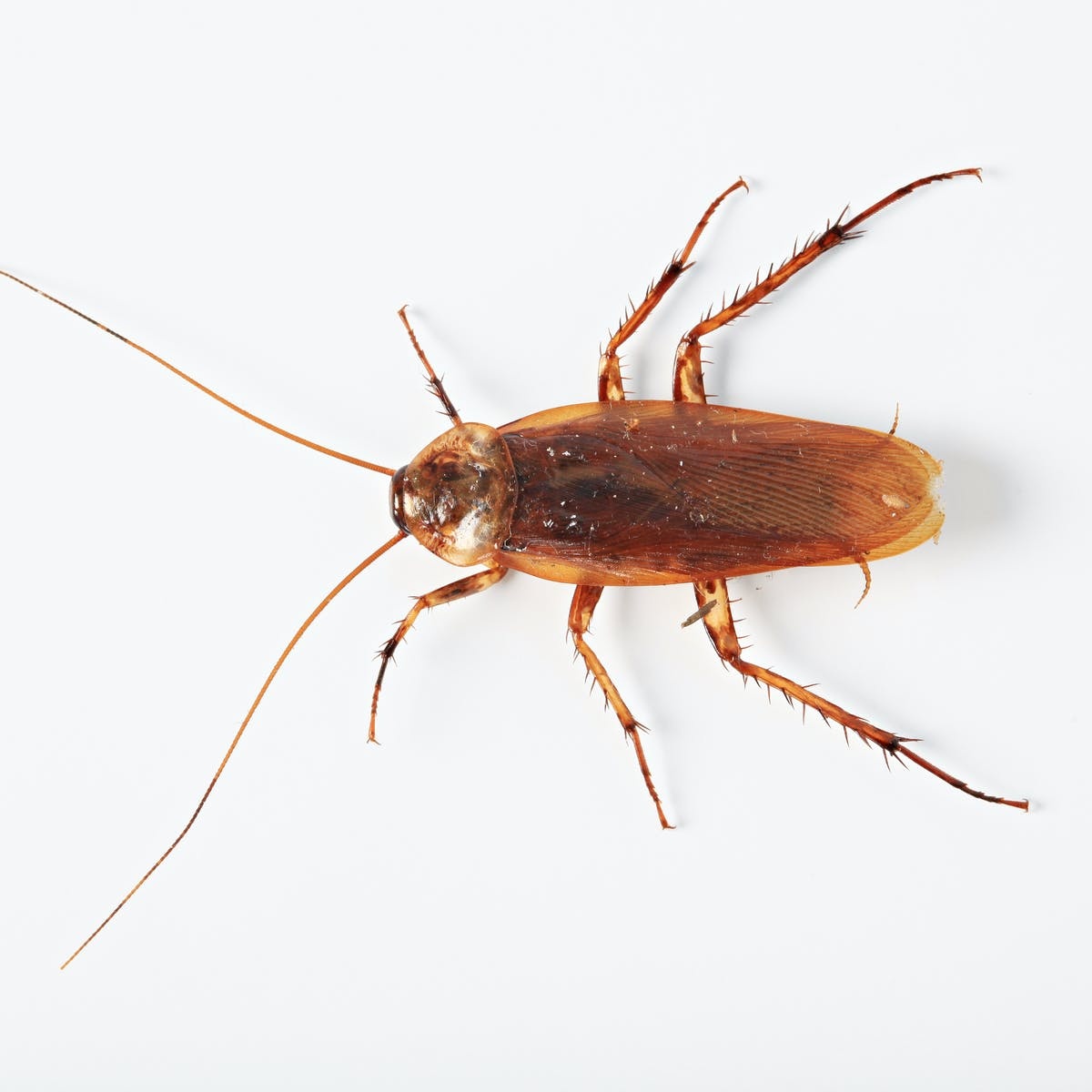 Cockroach identification and removal