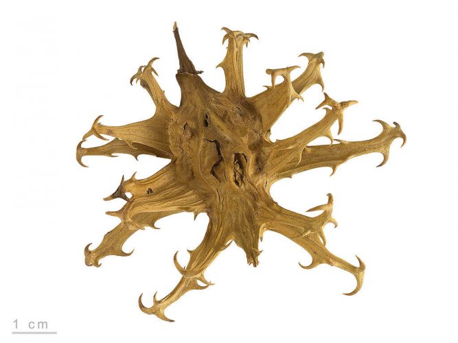 devil's claw root benefits