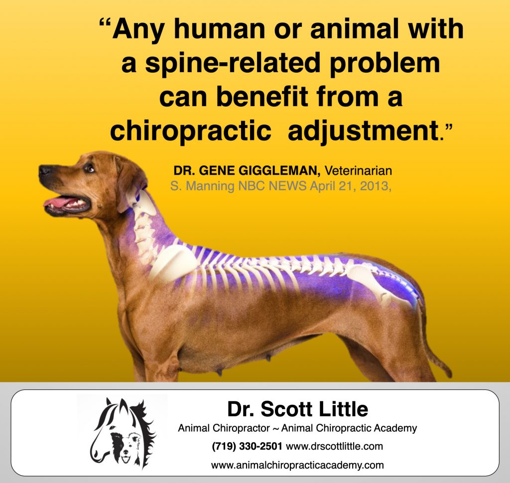 Animal chiropractic