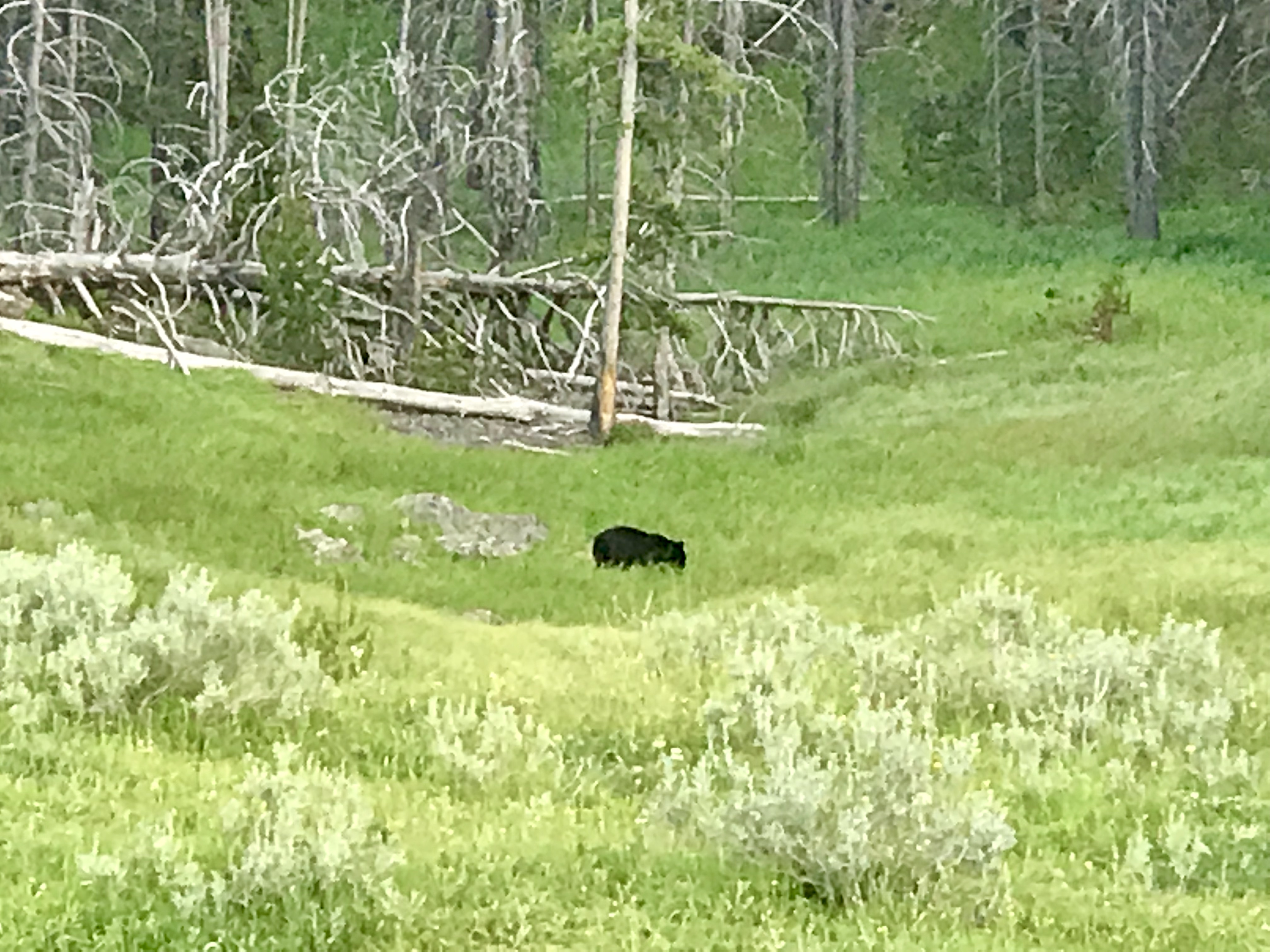 One final black bear on the way home