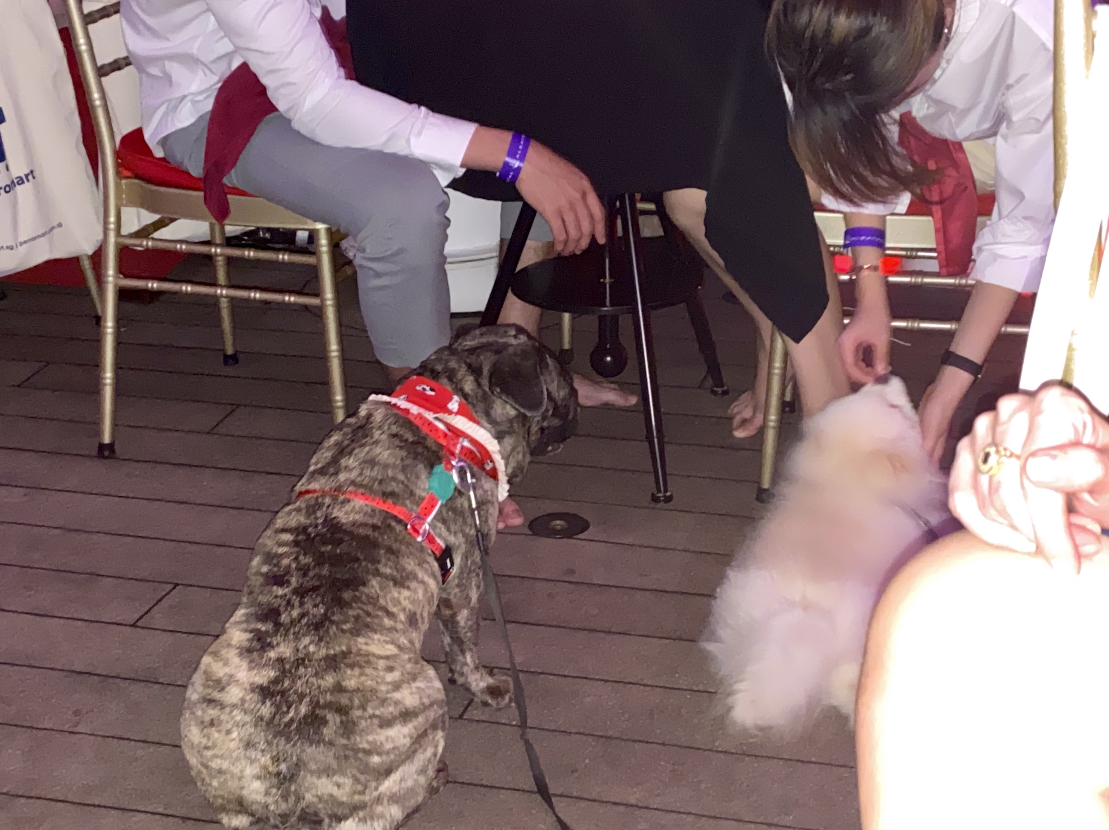 That white dog HATED Kermit