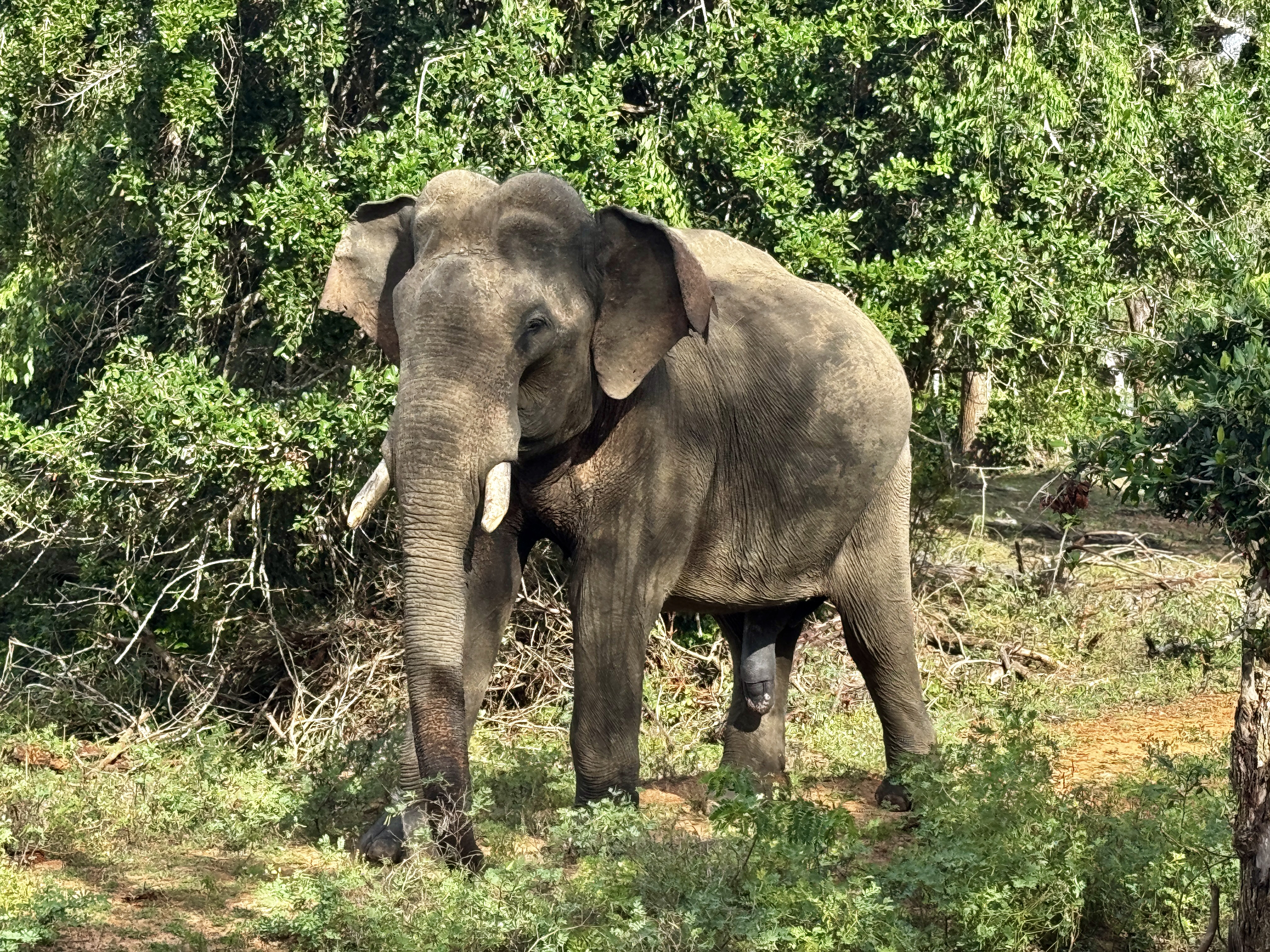 In musth