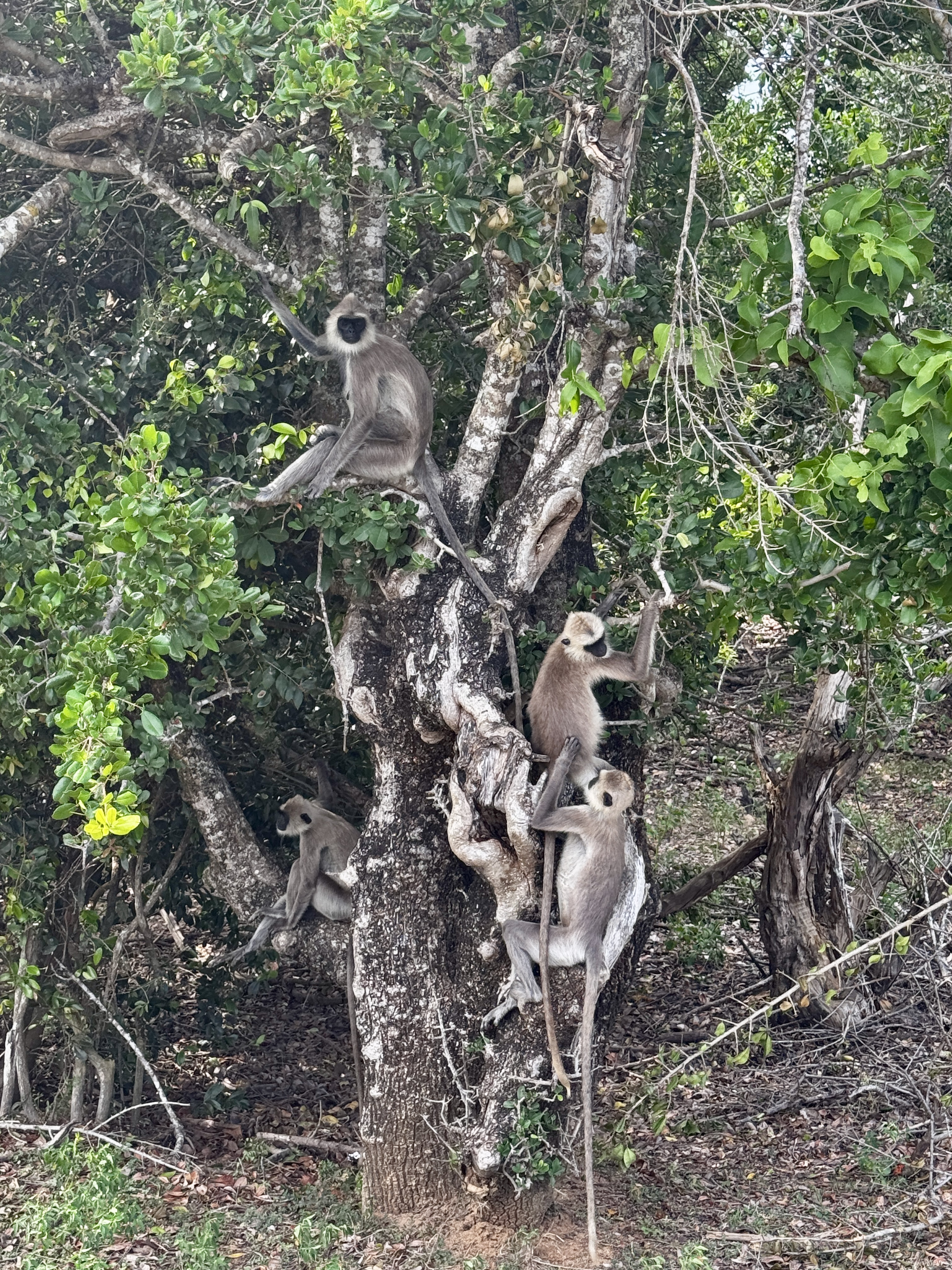 A tree full of them