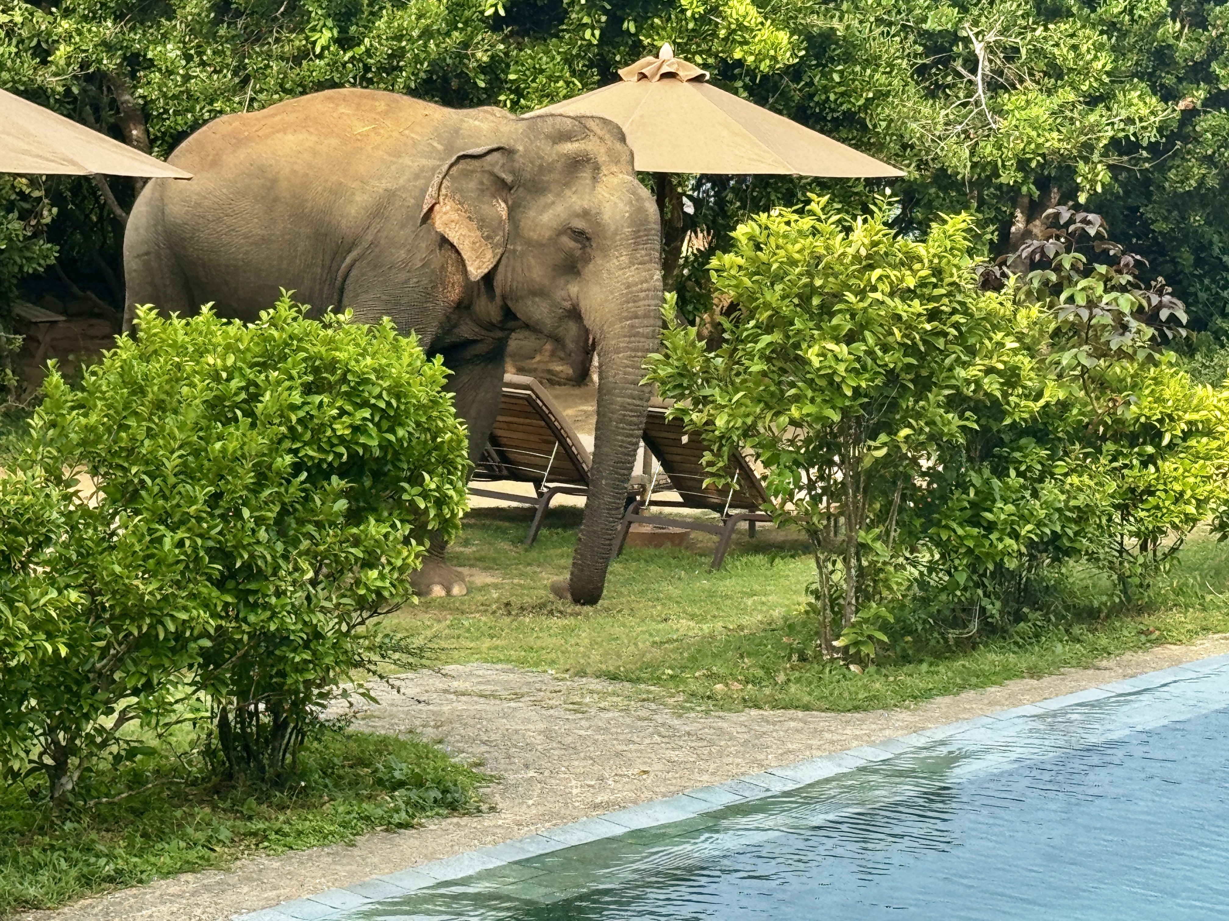 Hanging by the pool