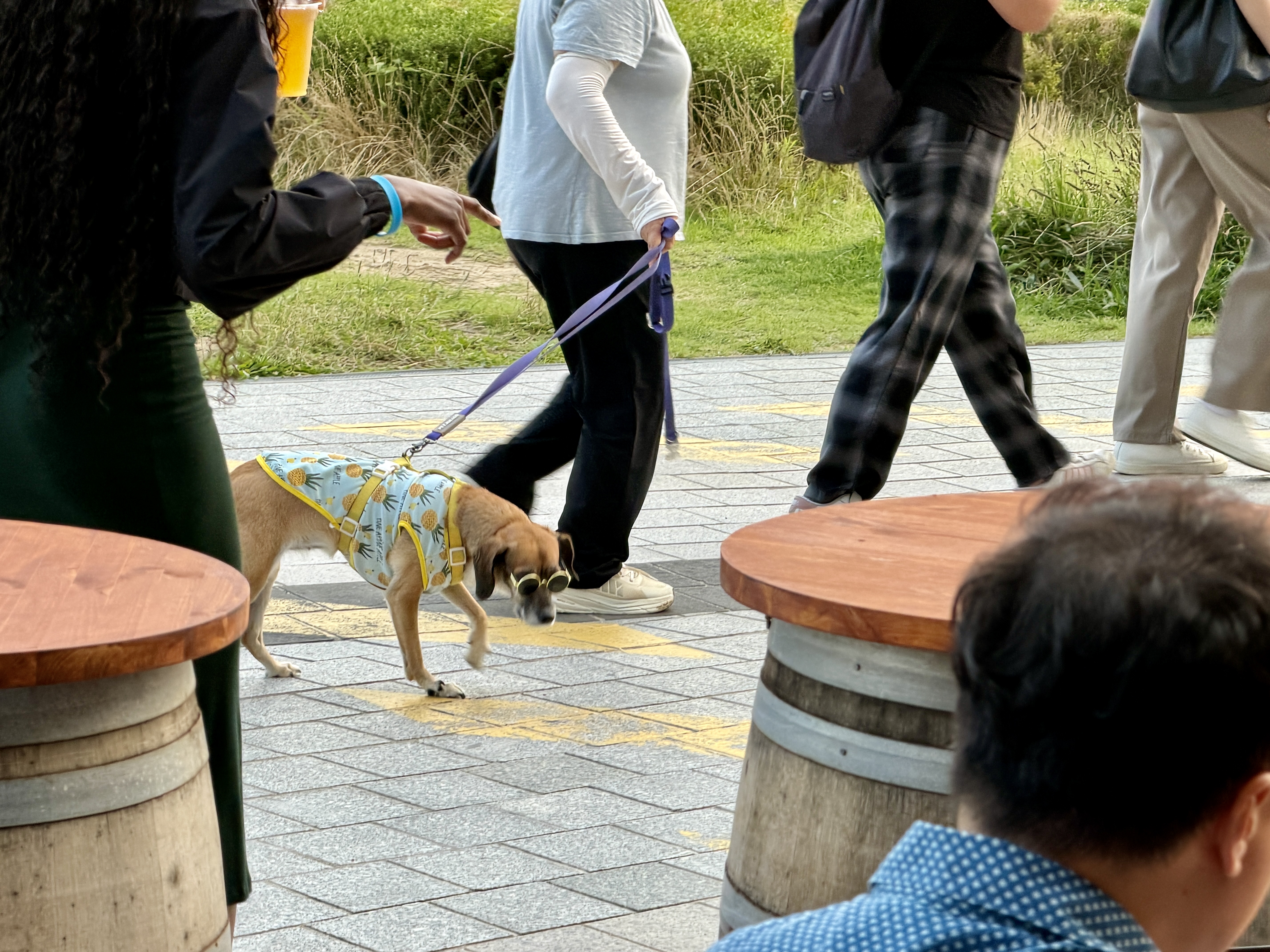 Just a dog with sunglasses