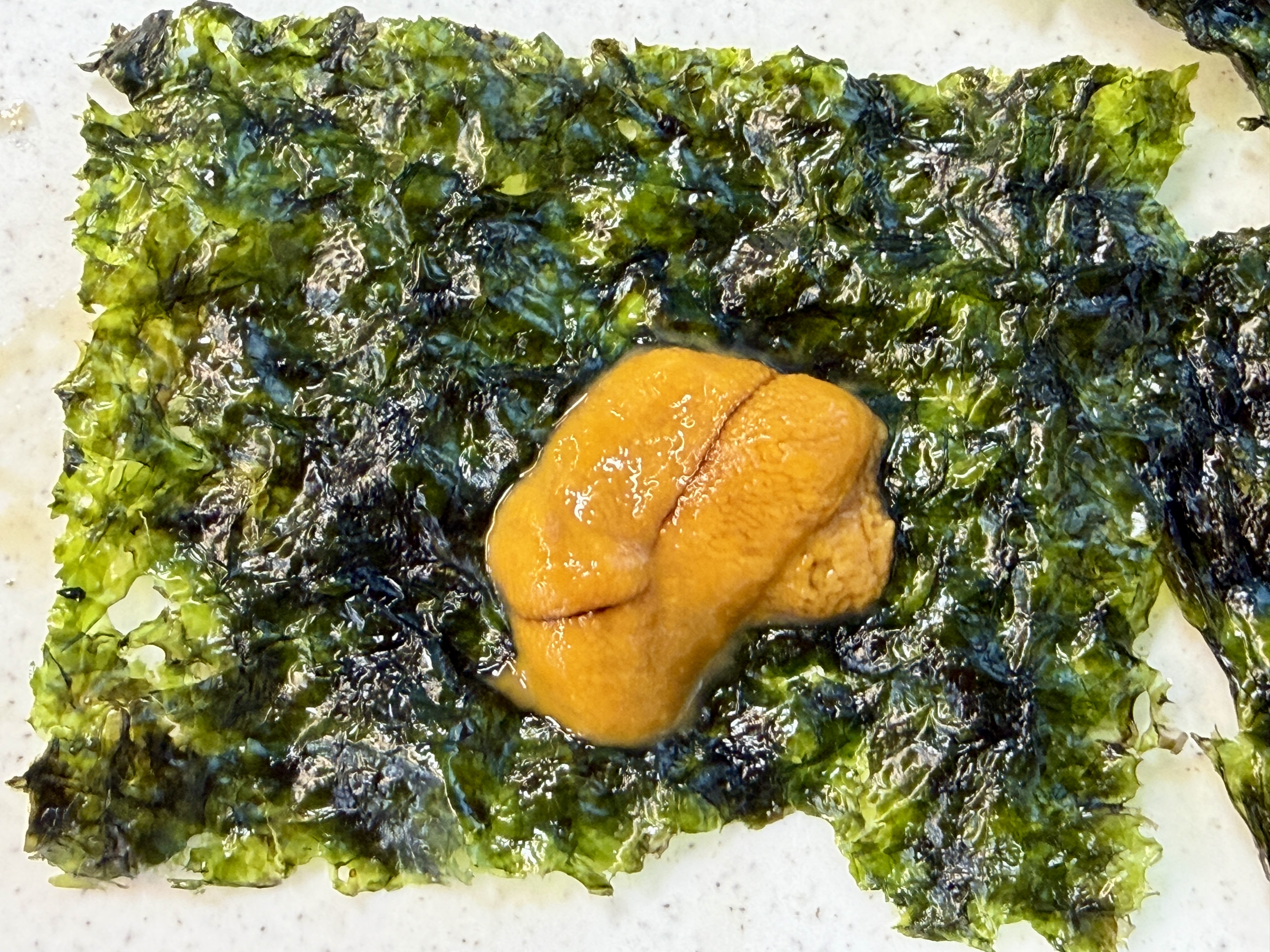Sea urchin