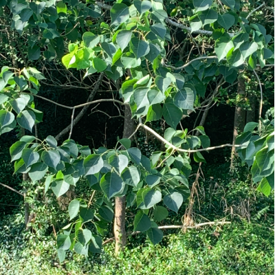 Plants Of Texas Rangelands Chinese Tallow Tree