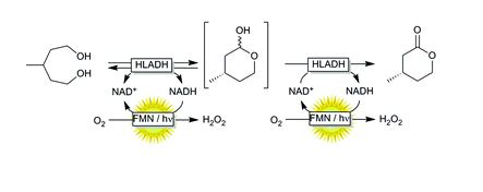 Led Oxidation Photobiocatalytic alcohol oxidation using LED light sources | Green ...