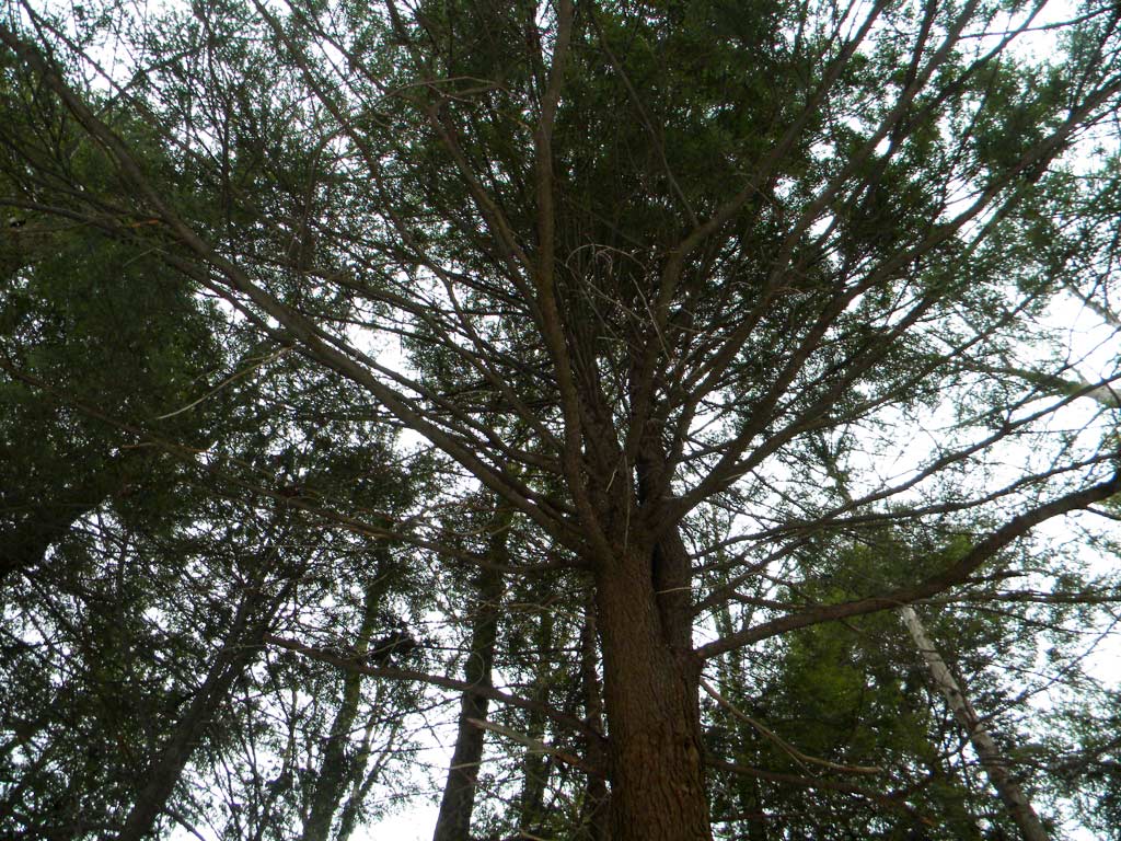 How To Identify An Eastern Hemlock Tree Quora