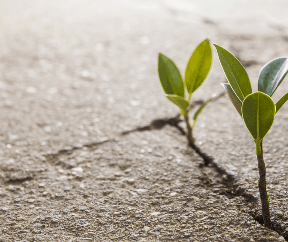 Spindex Industries: Small But Growing