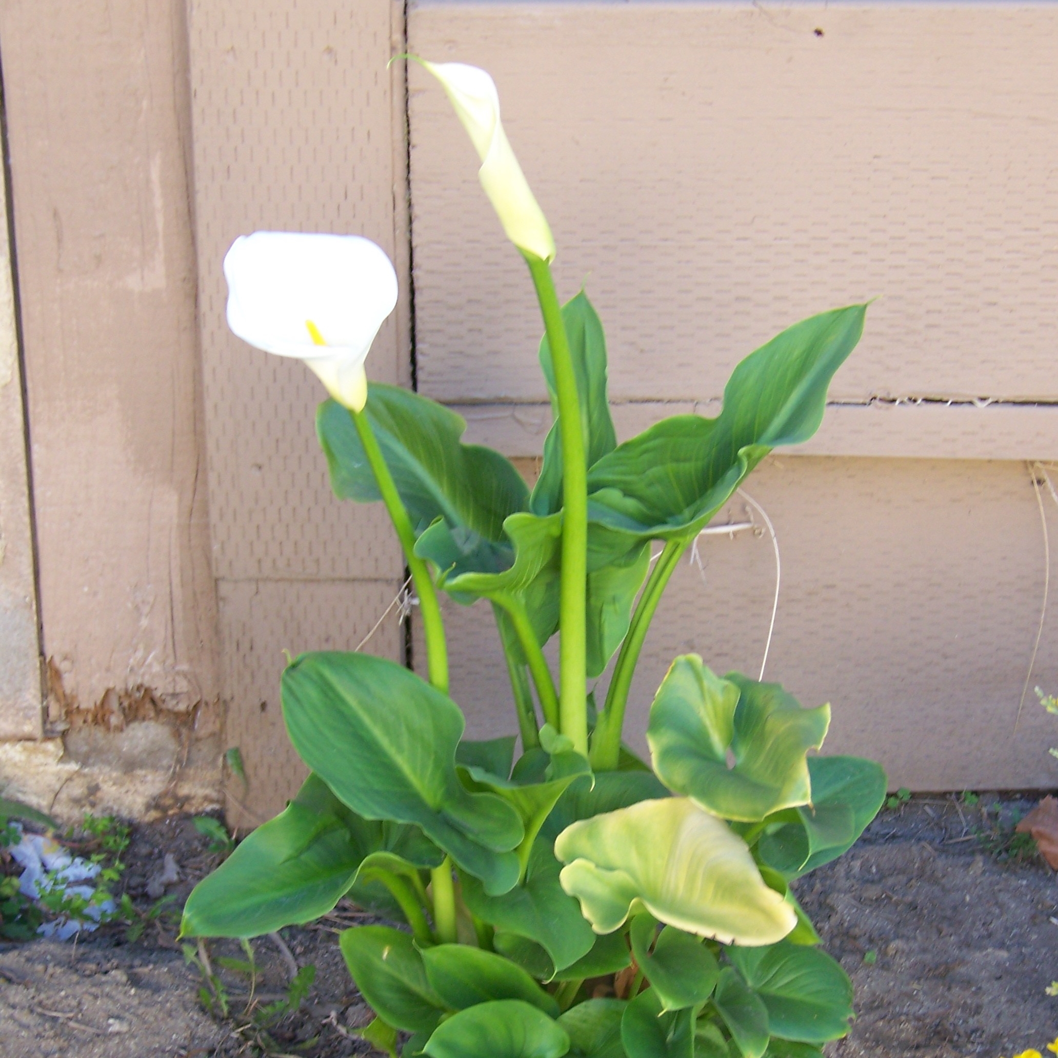 Like a lily among the thorns.