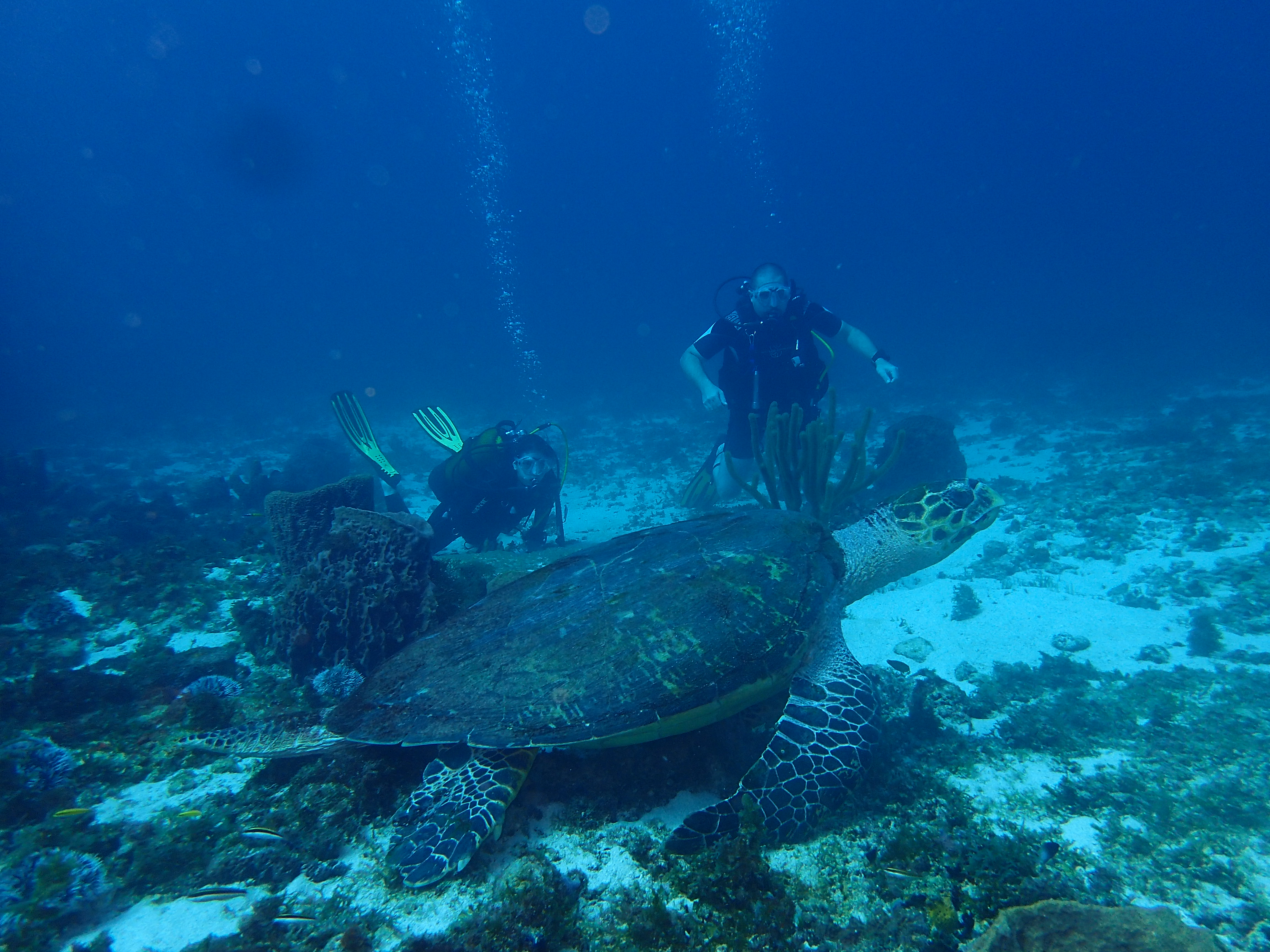 tortue et plongeurs