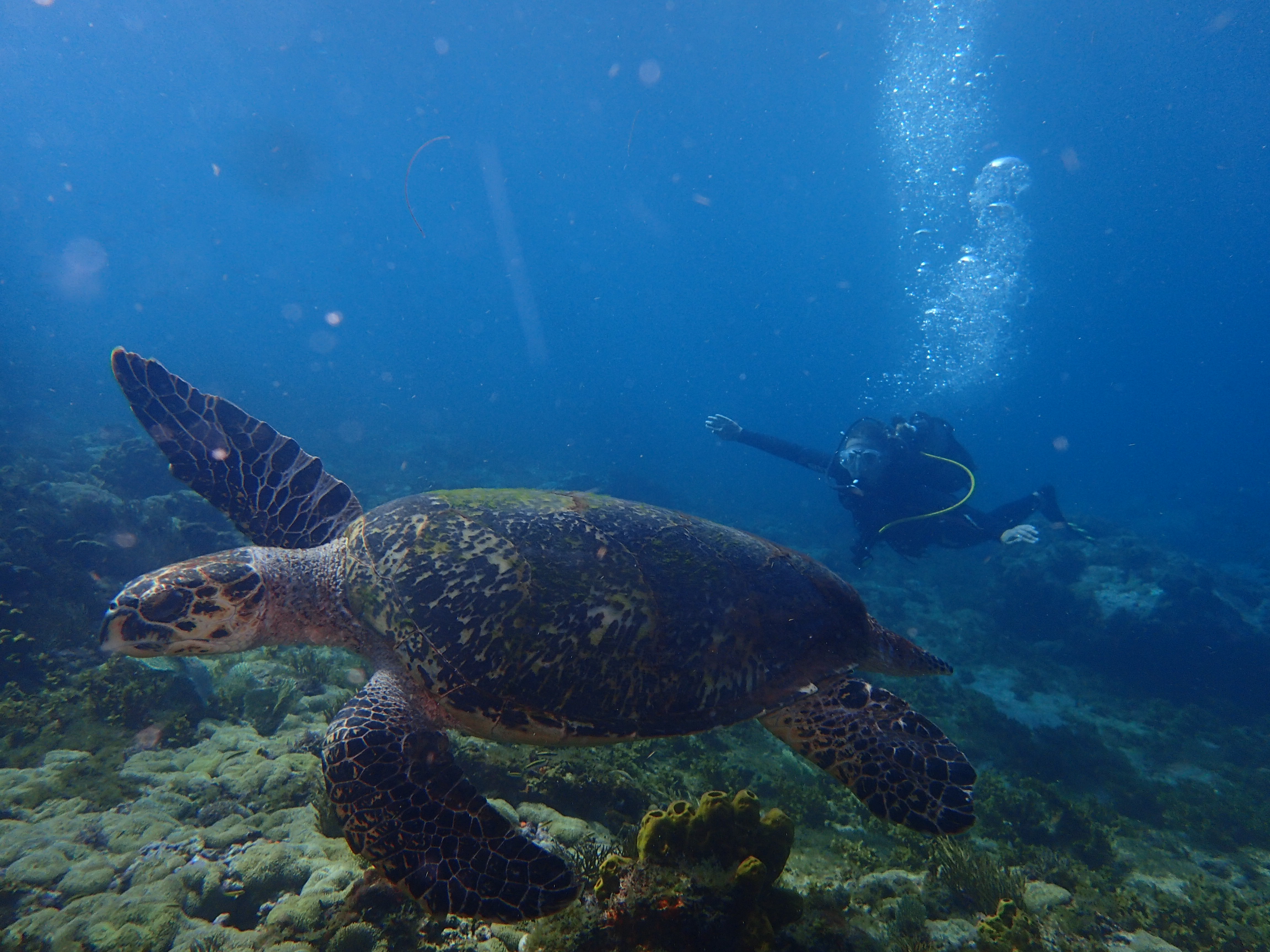 plongeur et tortue