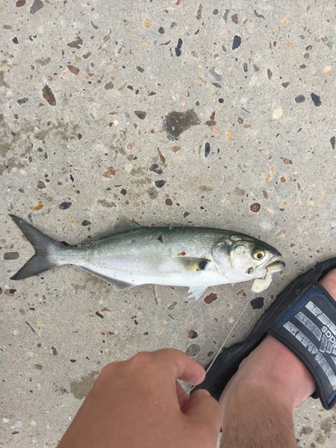 iri, indian rivewr inlet, delaware, sussex county