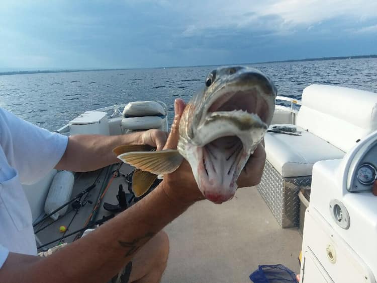 lake trout, two heqded fish, fish with two mouths, lake champlain, debbie geddes