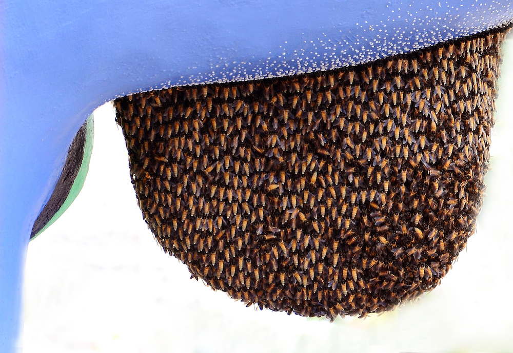 The free honey bee swarm removal service only applies to honey bee swarms in may and june. Shouldn T Bee Removal Be Free Live Bee Removal