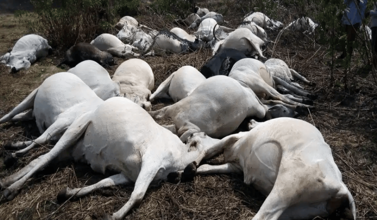 Old picture used to depict recent poisoning of cows in Ondo