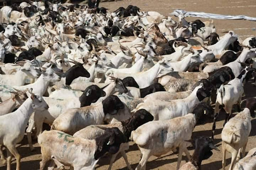 Abinda Muka Gano Kan Da’awar Shigar Da Dabbobi A Saudiyya Lokacin Aikin Hajji, Da Kuma Yawan Mahajjata na Shekara ta 2024